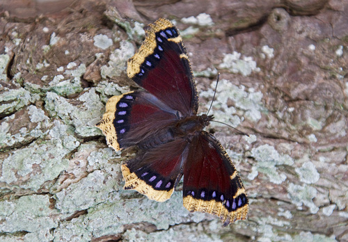 Camberwell Beauty DM1233